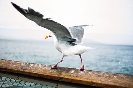 photography of white bird thumbnail