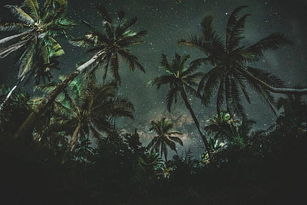 low angle photo of coconut trees during nighttime thumbnail