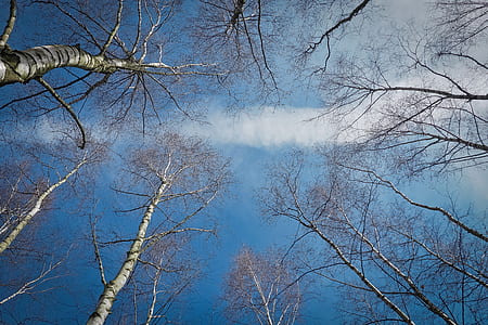 bare trees during daytime thumbnail