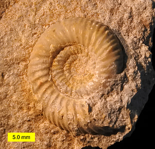 Leptosphinctes sp Fossil from the Jurassic Period thumbnail