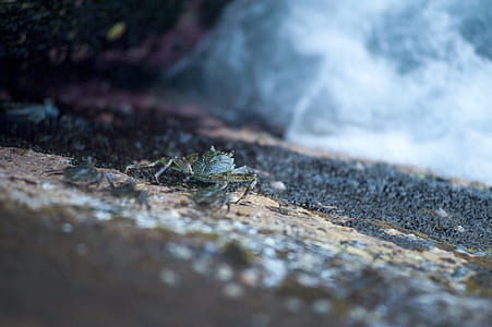 crab, outdoors, macro, wildlife thumbnail
