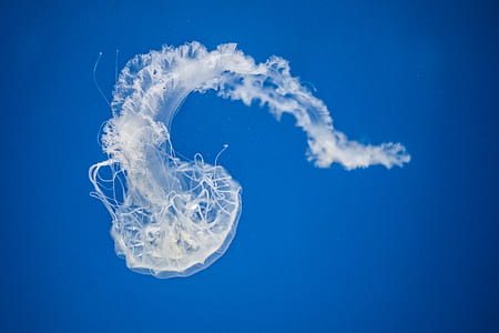 white jellyfish thumbnail