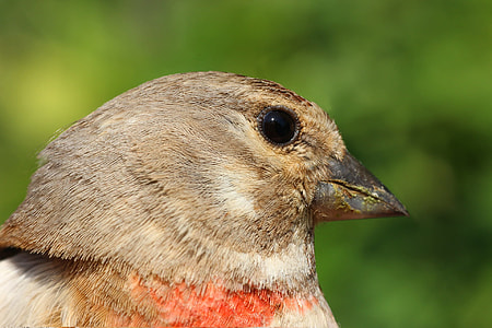 brown and red bird thumbnail