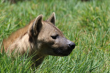 Brown Short-coated Dog on Green Grass Field thumbnail