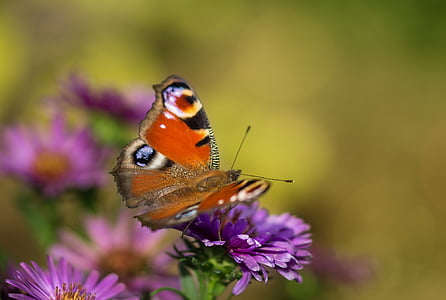 close up photo of peacock butterfly perched on purple flower thumbnail