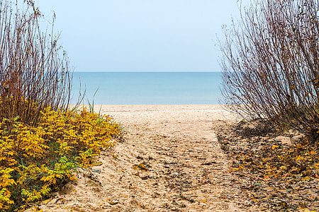 bare trees near ocean under blue sky thumbnail