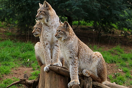 three brown cheetah on brown wood thumbnail