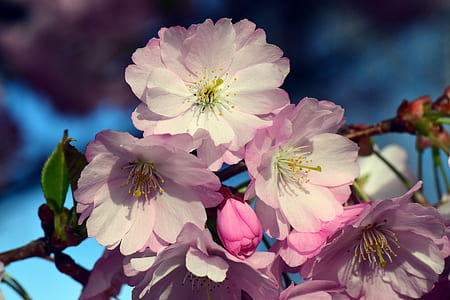 selective focus photography of pink petaled flower thumbnail