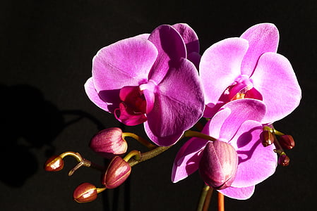 closeup photography of purple moth orchid thumbnail