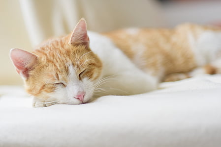 white and orange tabby cat sleeping on cushion thumbnail