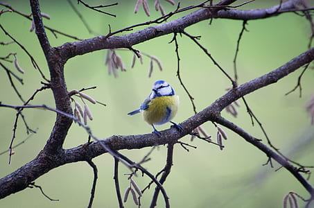 shallow focus photography of bird on tree branch during daytime thumbnail