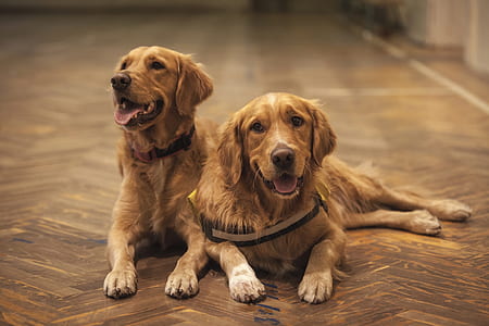 golden retriever sitting on floor thumbnail