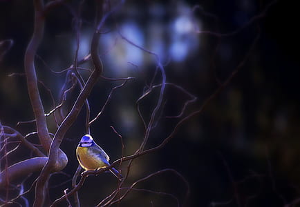 selective focus photo of a yellow bird thumbnail