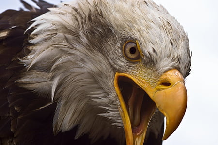 closeup photography of bald eagle thumbnail
