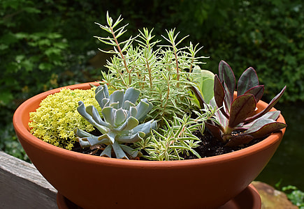 Rain-Wet Succulent Garden, Rain-Wet thumbnail
