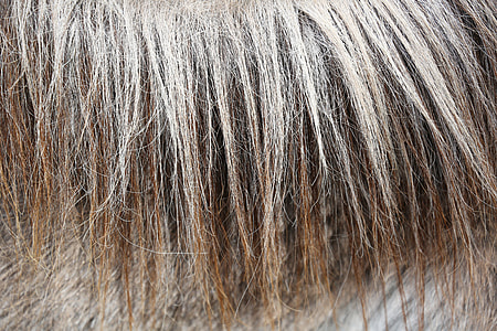 brown and gray hair thumbnail