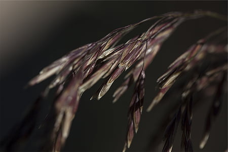 selective focus photography of brown leafed plant thumbnail