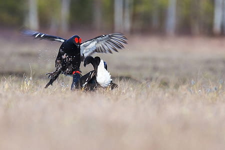 two black-and-white birds on brown plants thumbnail