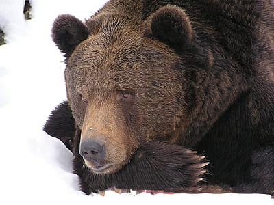 brown bear lying on snow pile photography thumbnail