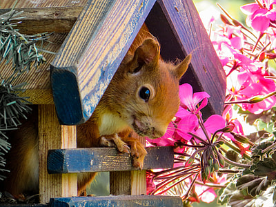 brown chipmunk in brown wooden house thumbnail