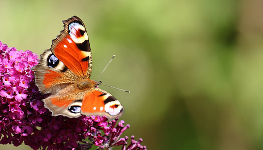 selective photography of peacock butterfly on pink petaled flower thumbnail