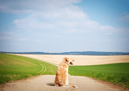 adult light golden retriever sits on road near grass field at daytime thumbnail