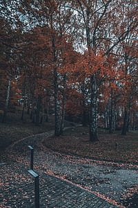 landscape photo of trees thumbnail