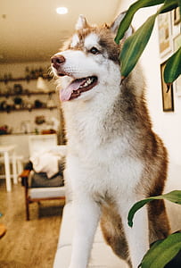 animal, dog, pet, cute thumbnail