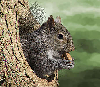 brown squirrel holding nut thumbnail