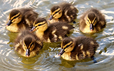 macro shot of five black and yellow ducklings thumbnail