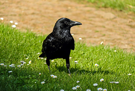 raven on grass field thumbnail