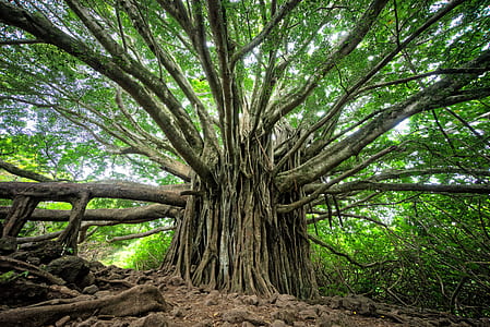 green leafed tree under cloudy sky thumbnail