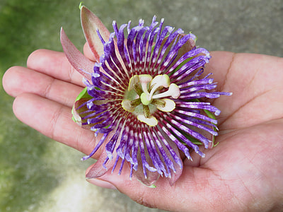 purple petal flower thumbnail