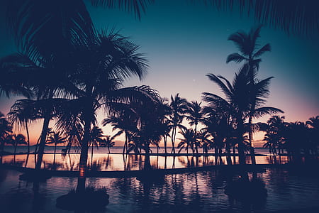 silhouette of trees during dusk thumbnail