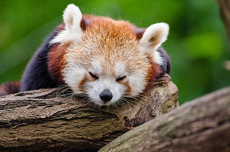 red panda lying on brown tree trunk thumbnail
