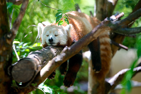 red panda thumbnail