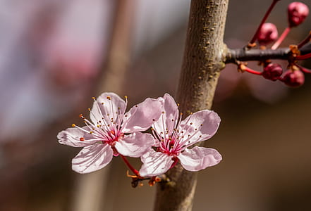 white flowers thumbnail