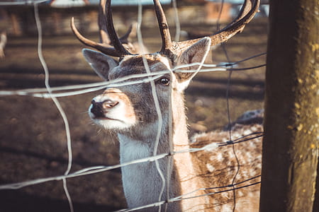 brown deer beside fence during daytime thumbnail