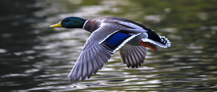 mallard duck thumbnail