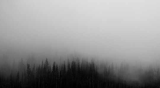 nature, forest, tree, fog thumbnail