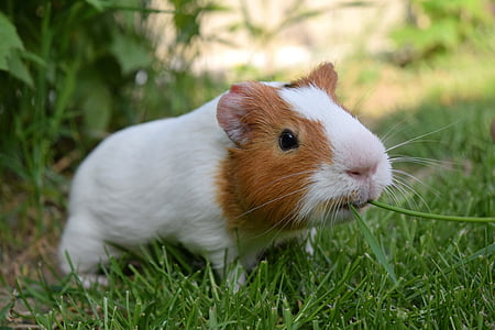 white and brown guinea pig eating green grass at daytime thumbnail