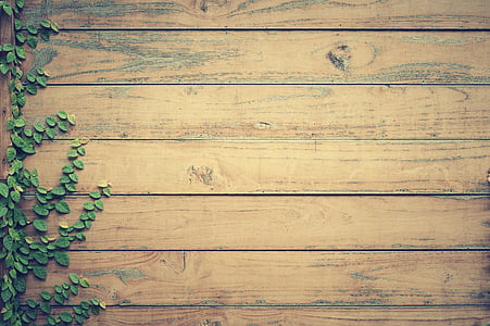 green leaf plant and brown wooden wall thumbnail