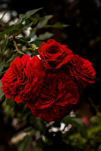 red roses thumbnail