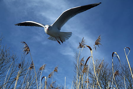 low angle photo of white seagull flying during daytime thumbnail