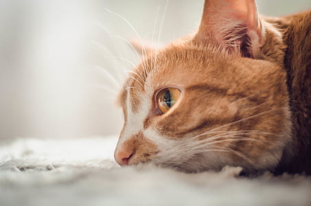 animal, pet, fur, looking thumbnail