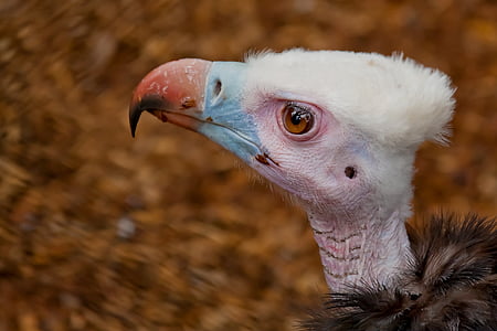 blue and red beaked bird photo thumbnail