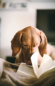 shallow focus photography of adult vizsla thumbnail