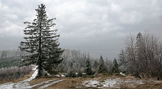 snow covered forest under cloudy sky thumbnail