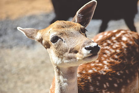 brown and white deer closed up photography thumbnail