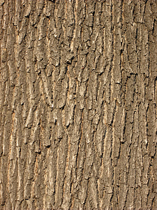 tree bark thumbnail